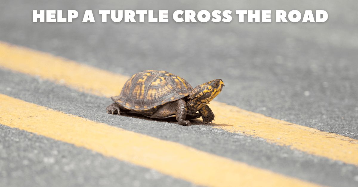 Who Helped The Turtle Cross The Road